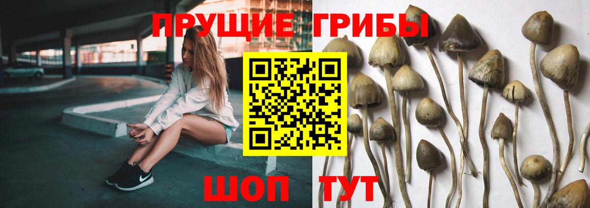 купить наркотики цена  Псилоцибиновые грибы прущие грибы  Гулькевичи  Вход с VPN  Галлюциногенные грибы Psilocybe 